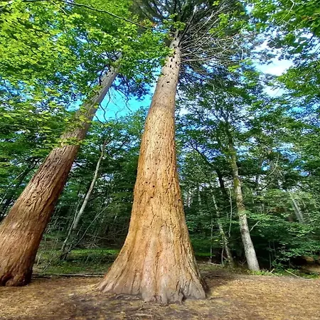 펜션 Chalet, 벤도르프