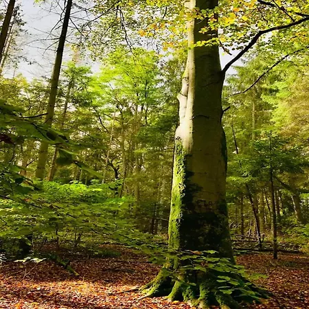 Chalet, 펜션 벤도르프