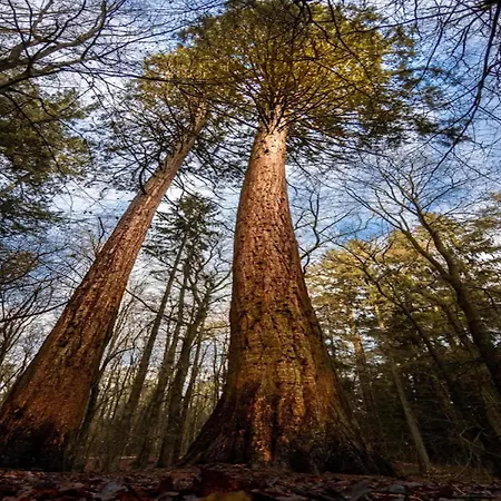 Chalet, 벤도르프