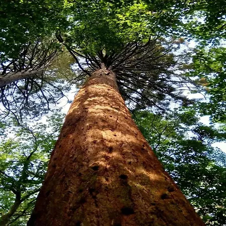 Chalet, * 벤도르프